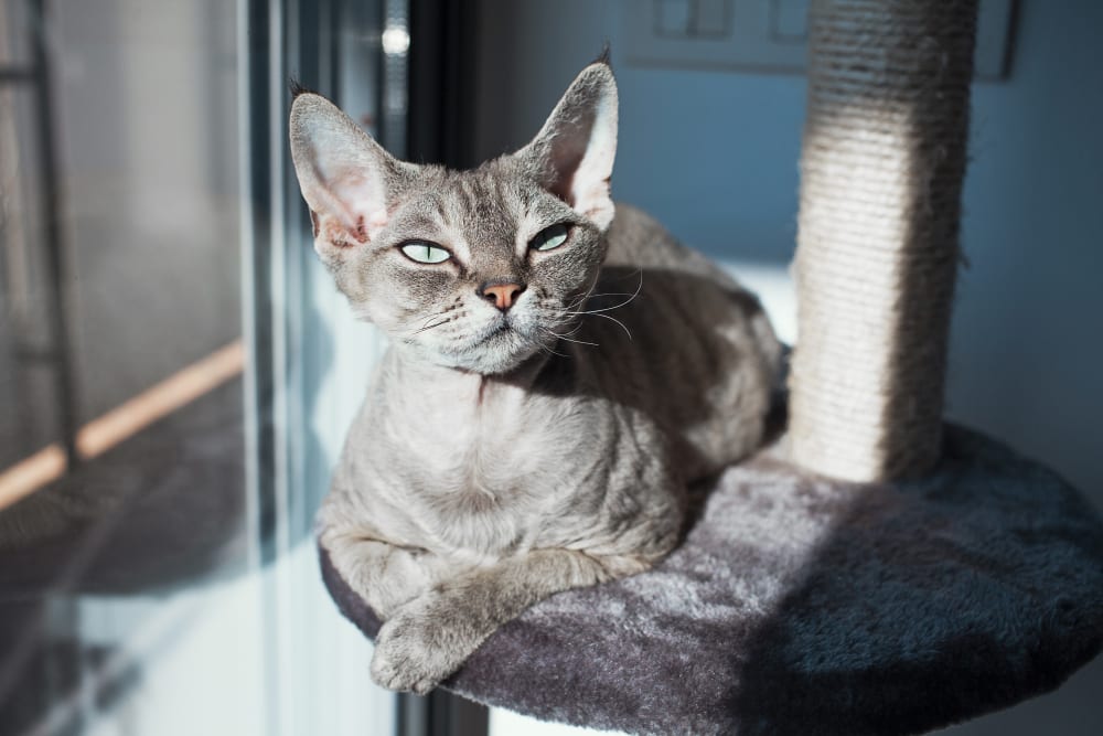 Cat Dentist in Anaheim
