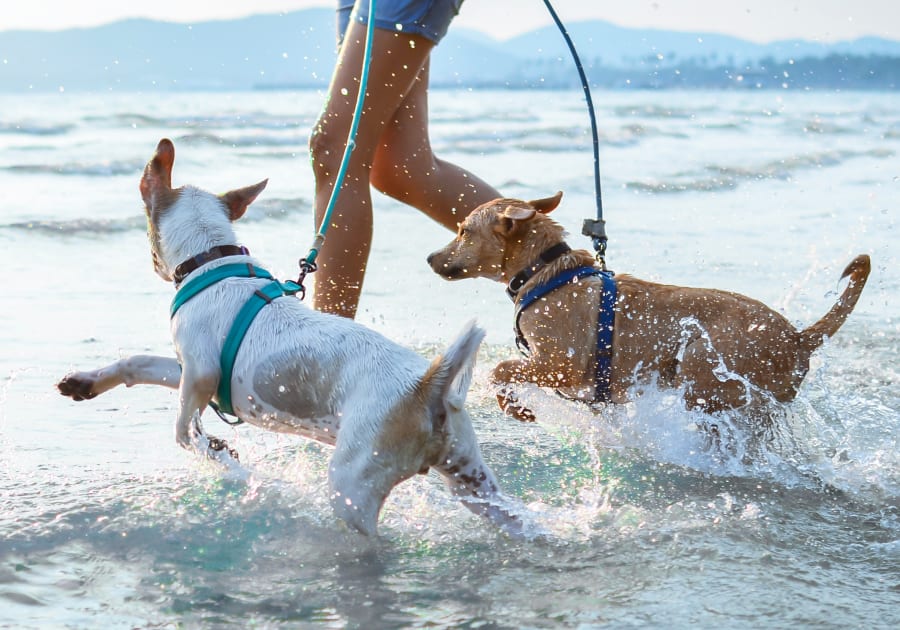 Dog Surgery in Anaheim