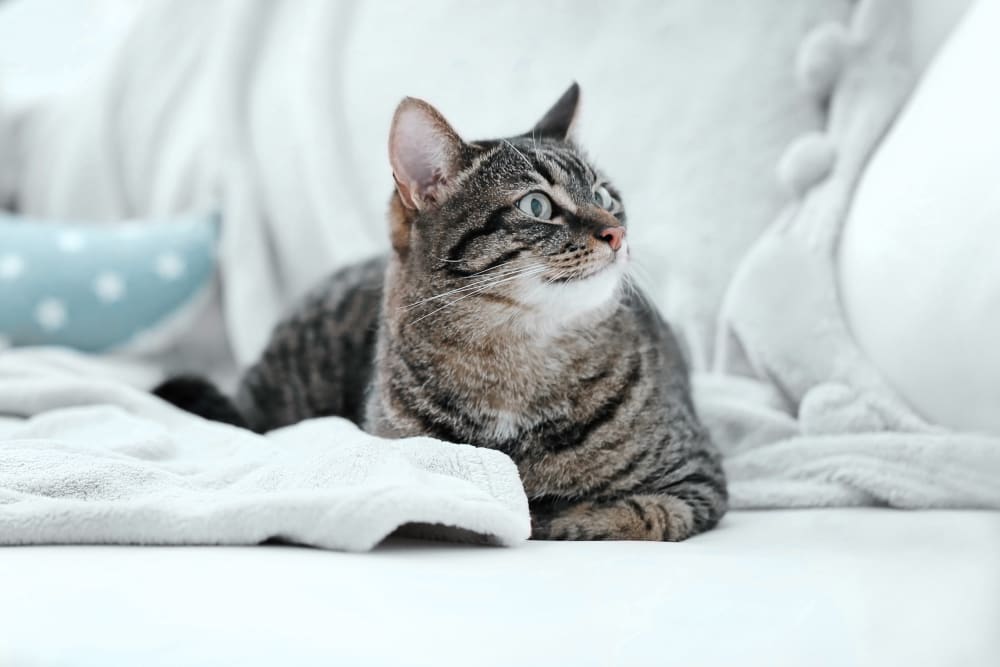 Veterinary Diagnostic Laboratory for Cats at Anaheim Animal Care & Pet Hospital